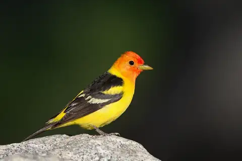 Western Tanager