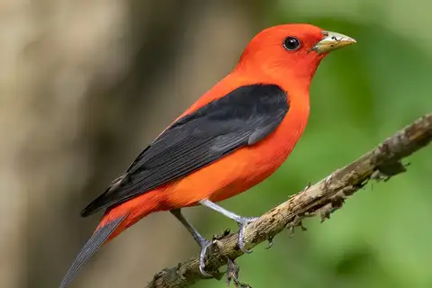Scarlet Tanager