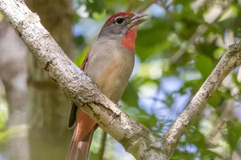 Rose-throated Tanager
