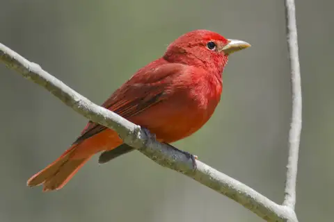 Summer Tanager