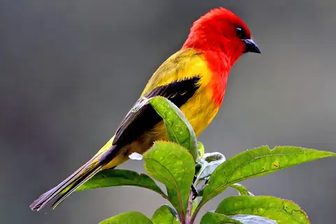 Red-hooded Tanager
