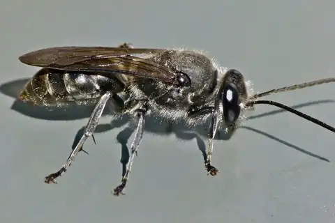 New Zealand Mason wasp