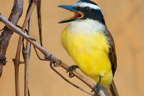 Great Kiskadee