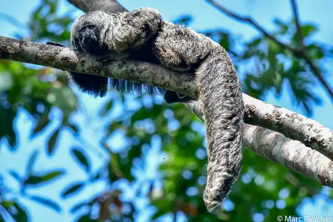 Gray's Bald-faced Saki