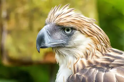 Philippine Eagle