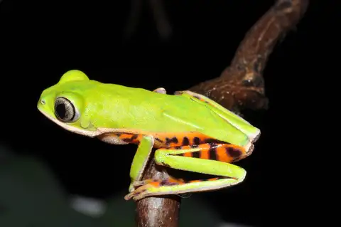 Pithecopus araguaius