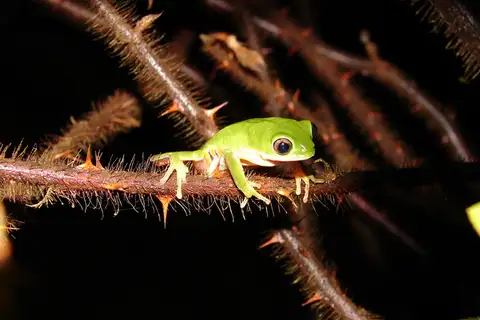 Southern Orange-legged Leaf Frog