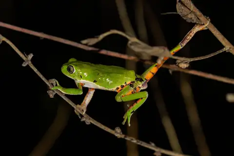 Pithecopus gonzagai