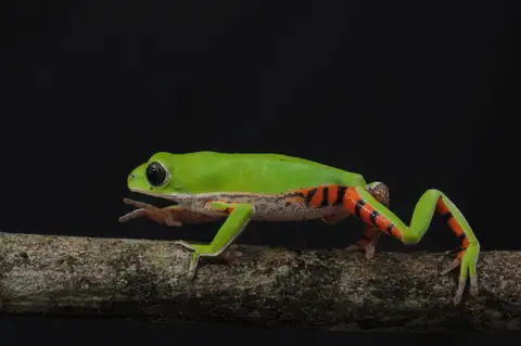 Northeastern Brazilian Leaf Frog