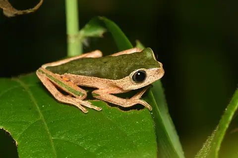 Jaguar Leaf Frog