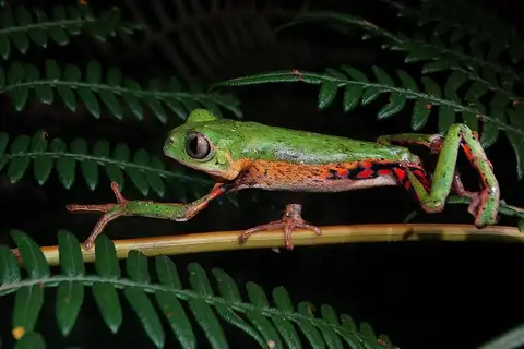 Rohde's Leaf Frog