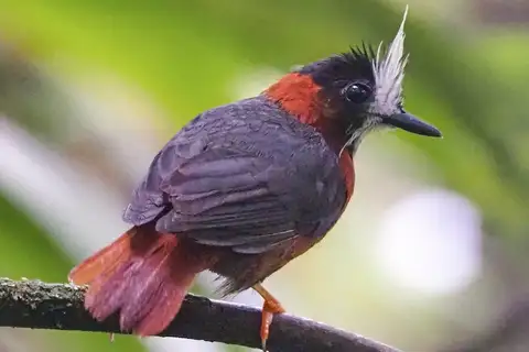 White-plumed Antbird