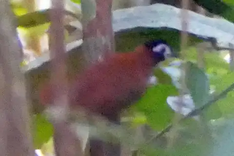 White-masked Antbird