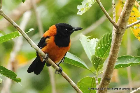 Hooded Pitohui