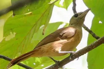 Northern Variable Pitohui