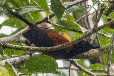 Southern Variable Pitohui