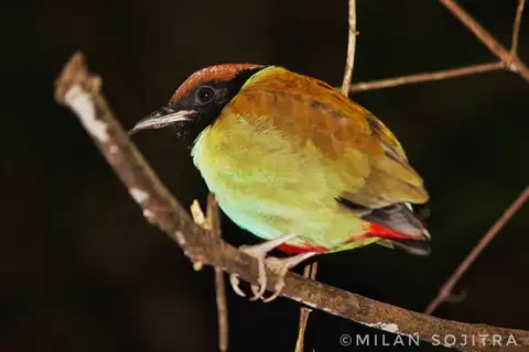 Nicobar Hooded Pitta