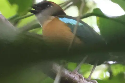Black-faced Pitta