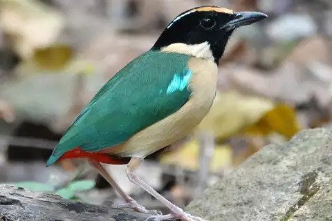 Ornate Pitta