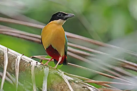 Elegant Pitta