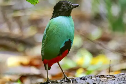 Minahasa Hooded Pitta