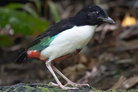 Ivory-breasted Pitta