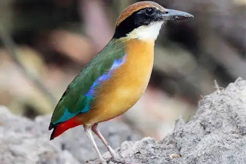 Mangrove Pitta