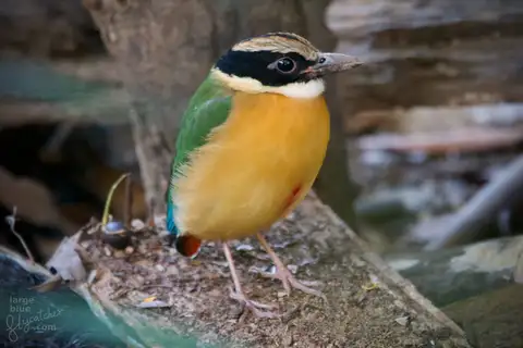 Blue-winged Pitta