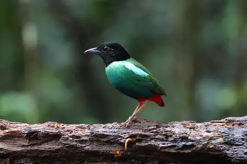 Eastern Hooded Pitta