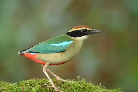 Fairy Pitta