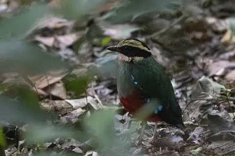 Green-breasted Pitta