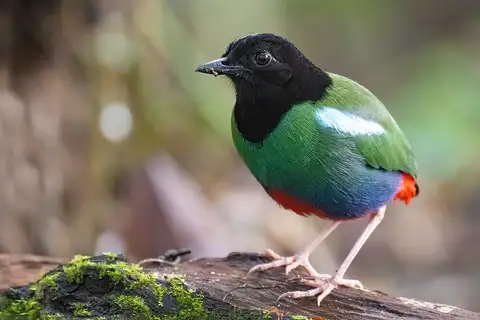 Biak Hooded Pitta