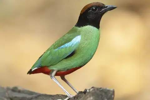 Western Hooded Pitta