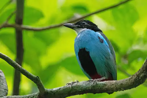 Azure-breasted Pitta