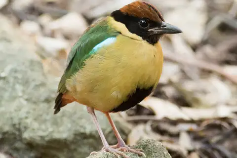 Noisy Pitta