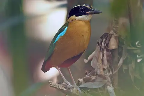 Banda Sea Pitta