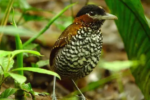 Black-crowned Antpitta