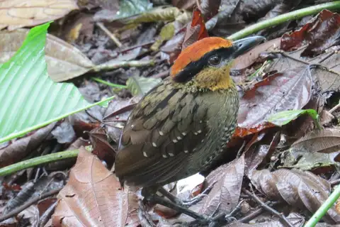Rufous-crowned Antpitta