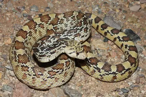 Gopher Snake