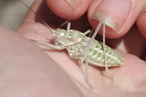 Gillette's Shieldback