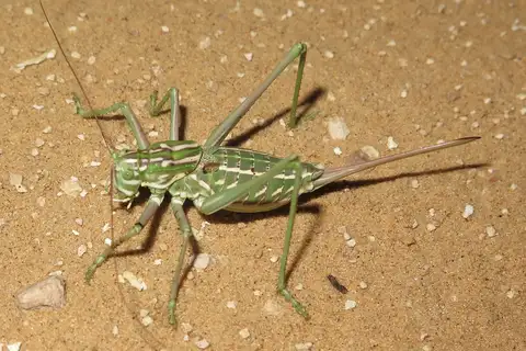 Mescalero Shieldback