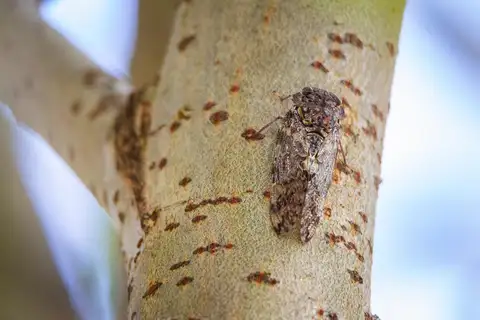 Kaempfer Cicada
