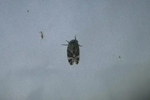 Planopleura takasagona