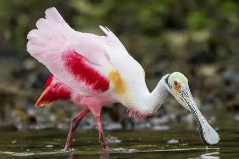 Roseate Spoonbill