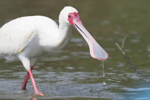 African Spoonbill