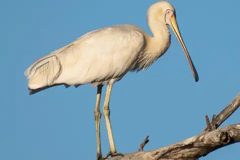 Yellow-billed Spoonbill