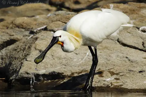 Eurasian Spoonbill