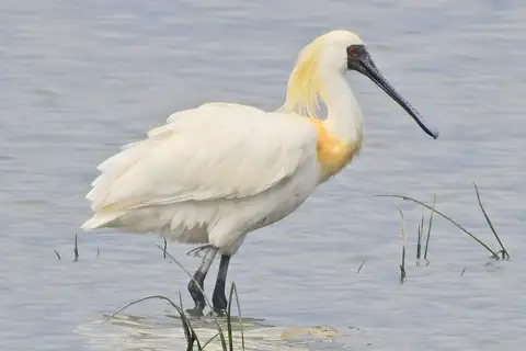 Black-faced Spoonbill