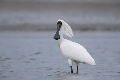 Royal Spoonbill