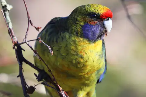 Green Rosella